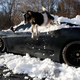 Illustration for article titled Goats Atop Ferraris, Part Deux: Snowpocalypse Edition